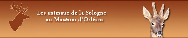 Site Web sur le Musum d'Orlans