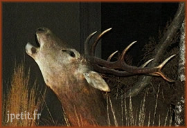 Les bois du Cerf élaphe