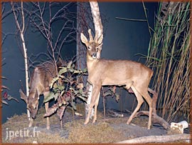 Les chevreuils du musée