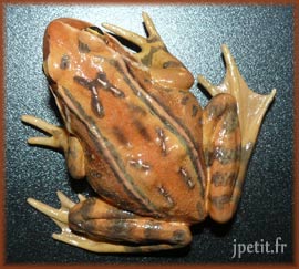 Grenouille rousse