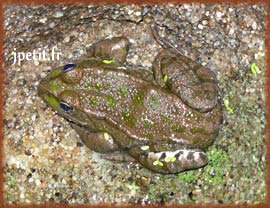 Grenouille verte