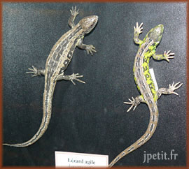 Lézard agile