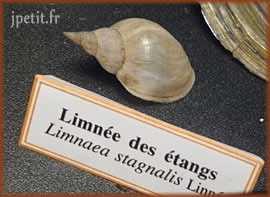 Limnée des étangs