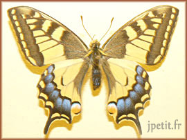 Machaon