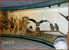 Les rapaces du musée