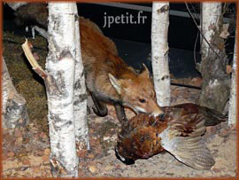 Chasse du renard roux